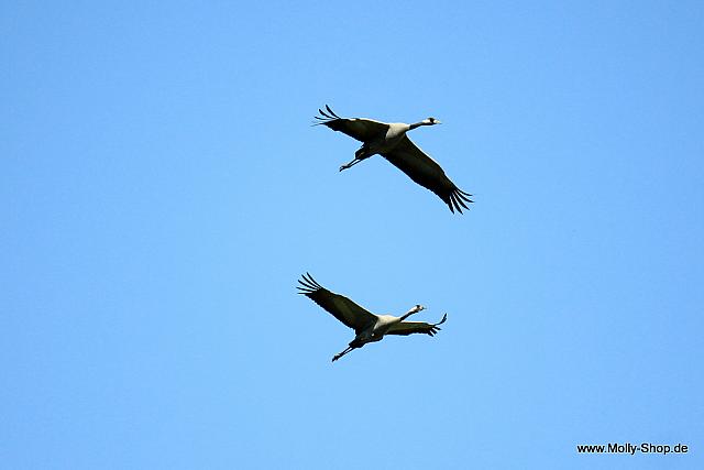 IMG 7966